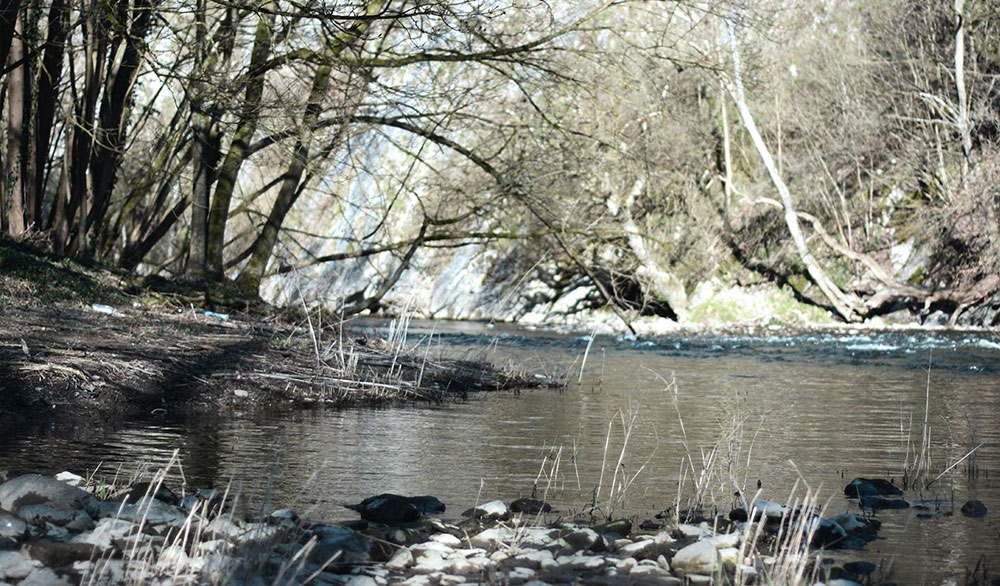 Een rivier in het midden van een bos